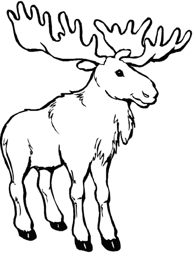 rocky mountain moose coloring page