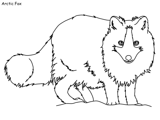 arctic fox coloring page