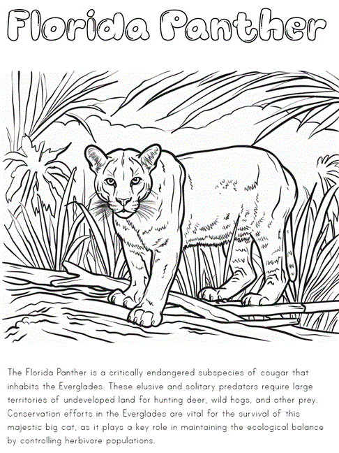 Florida Panther coloring page