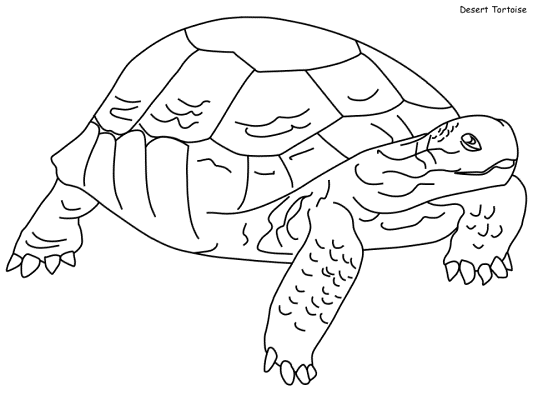 mojave desert cactus coloring page