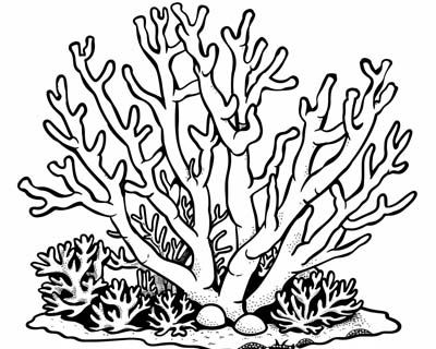 coral coloring pages