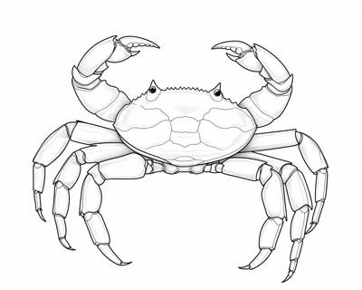 crab coloring pages