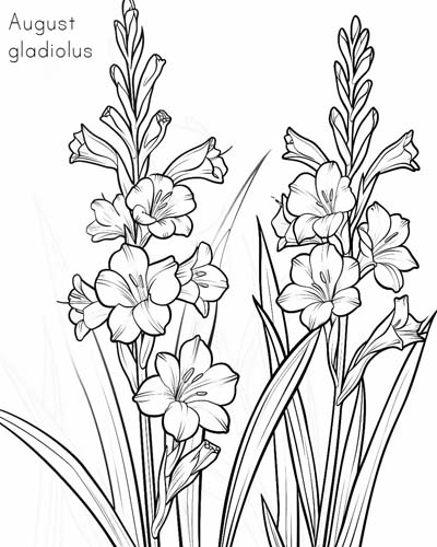 Gladiolus, August birth flower coloring page