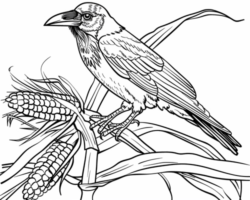 autumn coloring page of a crow on a stalk of ripe corn