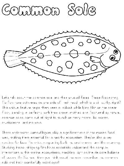 Wadden Sea habitat informational coloring page - common sole