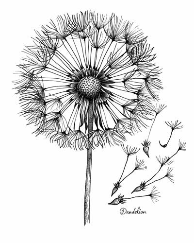 dandelion flowers coloring page