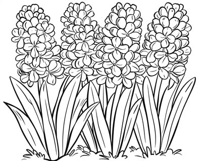 coloring page of a hyacinth