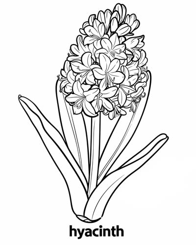 coloring page of a hyacinth with a label