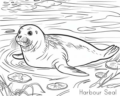 harbour seal coloring page