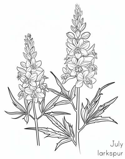 Larkspur, July birth flower coloring page