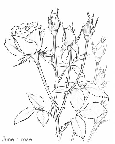 rose, June birth flower coloring page