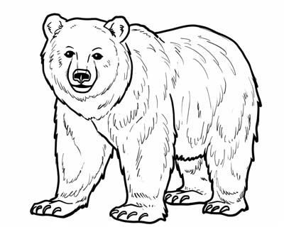 kermode bear or spirit bear coloring page