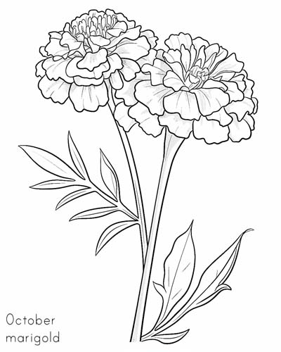 Marigold, october birth flower coloring page