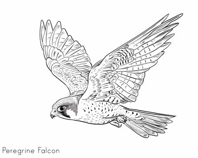 peregrine falcon coloring page