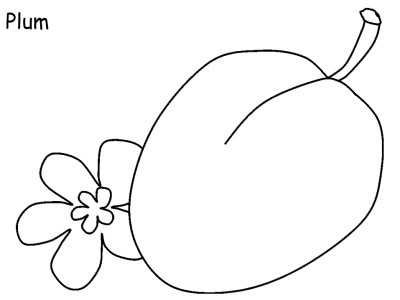 plum coloring page