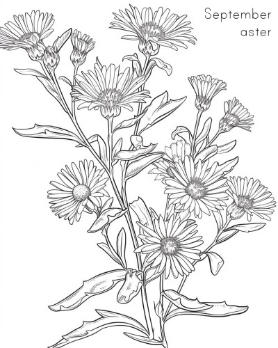 Aster, september birth flower coloring page