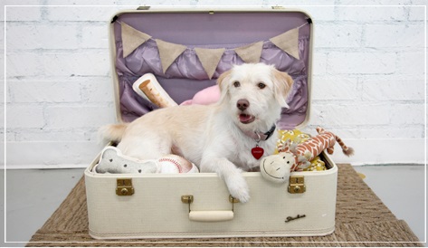 suitcase-dog-bed