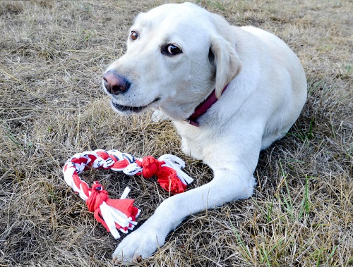 t-shirt-dog-toy