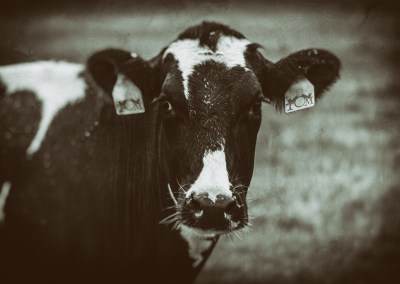 Tom Cow