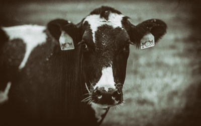 More Cowbell!