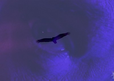 Alchemy - Vulture