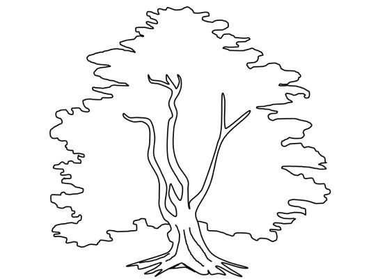 yew tree coloring page